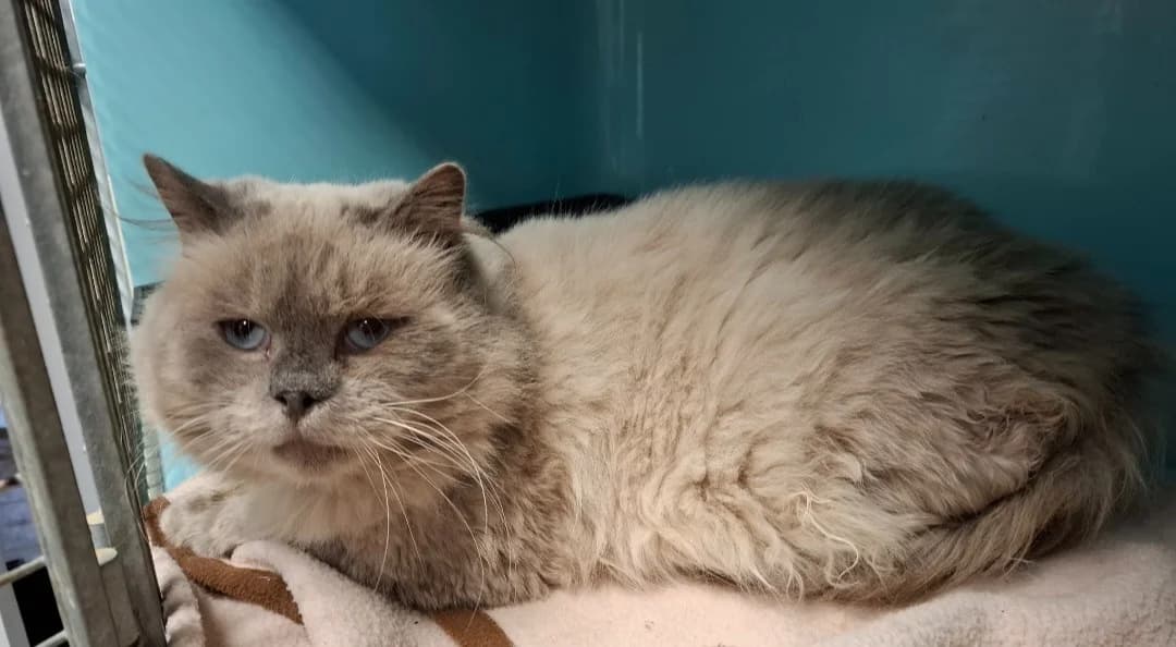 Dixie/Raptor, male Siamese for adoption at SPA Arras (Tilloy), Arras