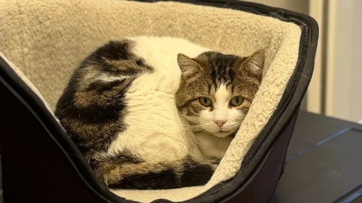 Blitz, male mixed breed for adoption at SPA Arras (Tilloy), Arras