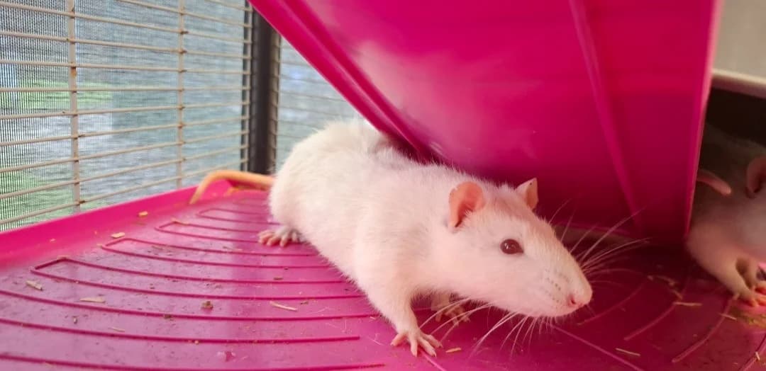 BANANE, male mixed breed for adoption at SPA Arras (Tilloy), Arras