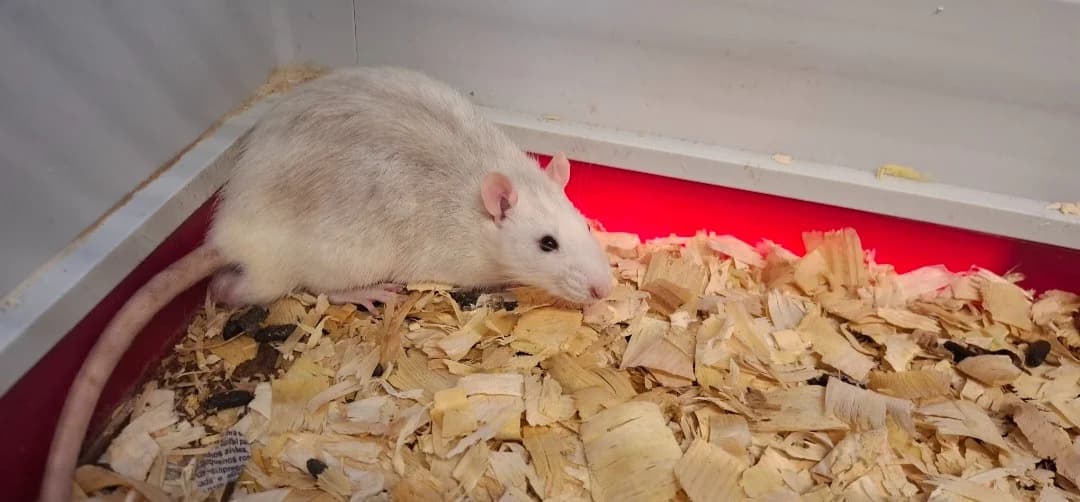 PRUNE, male mixed breed for adoption at SPA Arras (Tilloy), Arras