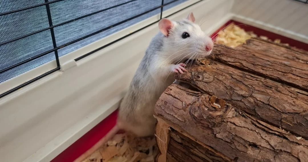 PECHE, male mixed breed for adoption at SPA Arras (Tilloy), Arras