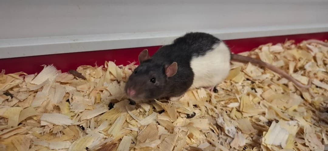 ABRICOT, male mixed breed for adoption at SPA Arras (Tilloy), Arras