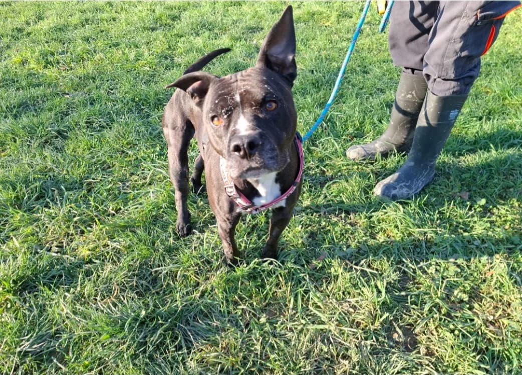 XENA, female Labrador Retriever for adoption at SPA Arras (Tilloy), Arras