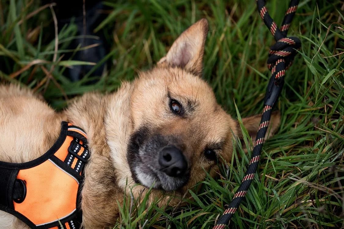 Maco, male Belgian Malinois for adoption at SPA Arras (Tilloy), Arras