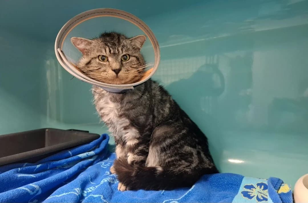 gaston, male mixed breed for adoption at SPA Arras (Tilloy), Arras