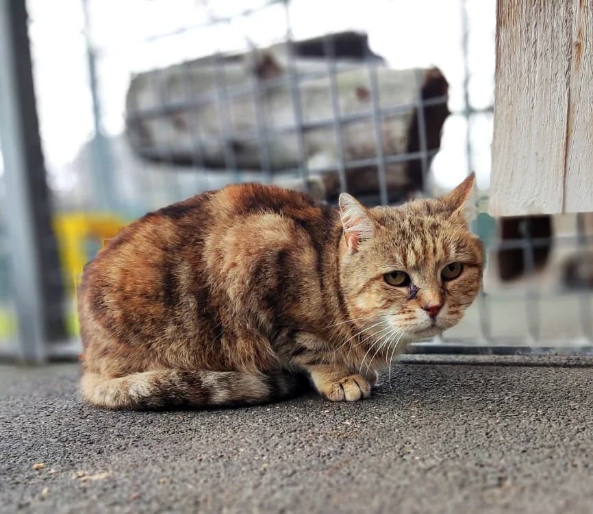 Mamicha, female senior Mixed Breed for adoption at SPA Arras (Tilloy), Arras