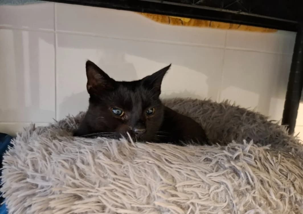 Belize, male mixed breed for adoption at SPA Arras (Tilloy), Arras