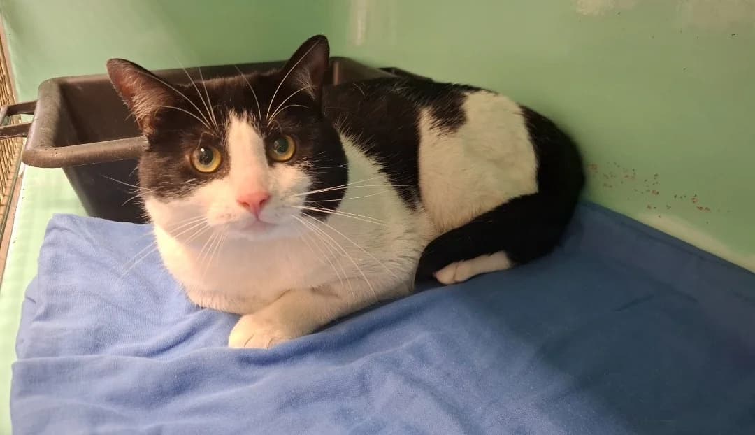 COUSCOUS, male mixed breed for adoption at SPA Arras (Tilloy), Arras