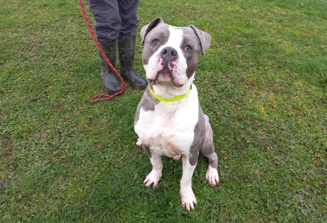 Arnold, male young American Bully for adoption at SPA Arras (Tilloy), Arras
