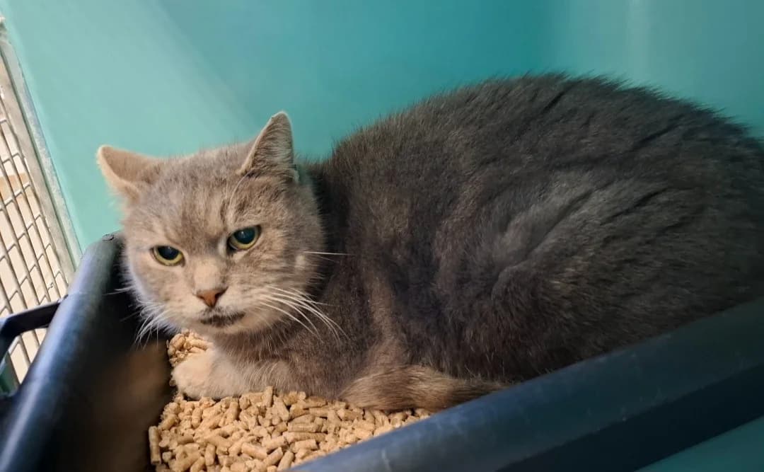 LOUNA, female mixed breed for adoption at SPA Arras (Tilloy), Arras