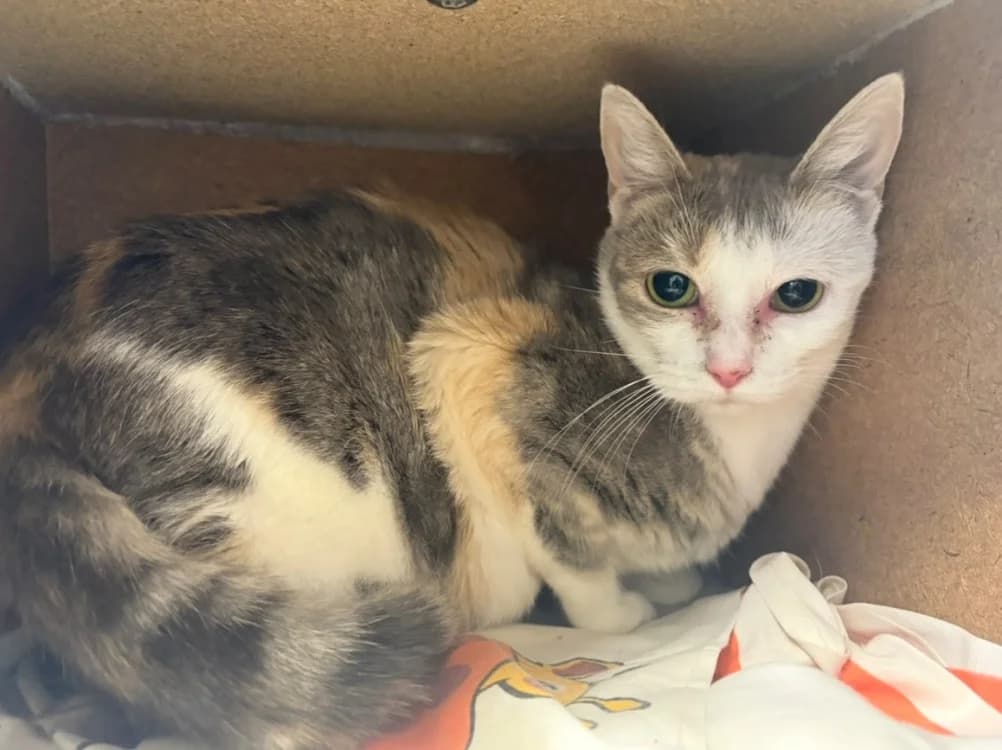 Vénus, female mixed breed for adoption at SPA Arras (Tilloy), Arras