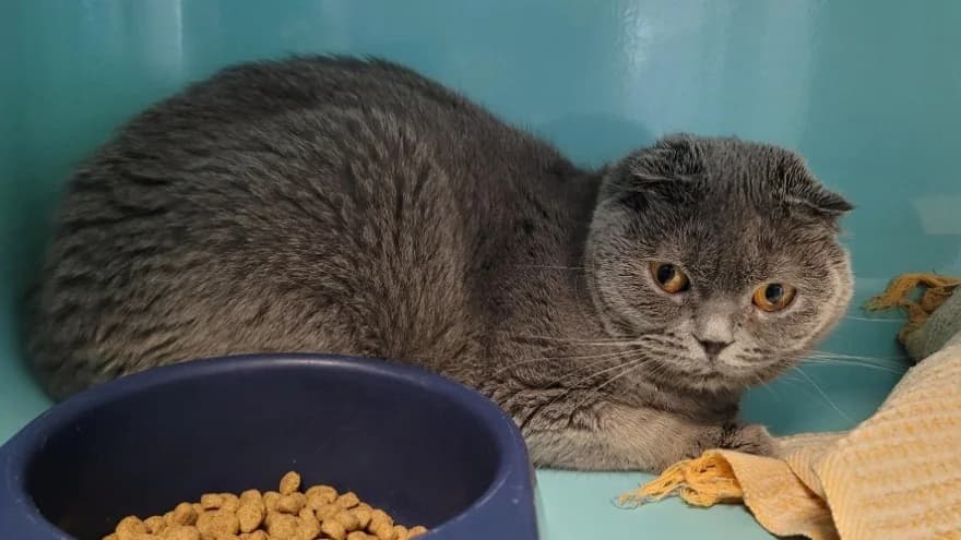 Lola, female Scottish Fold for adoption at SPA Arras (Tilloy), Arras