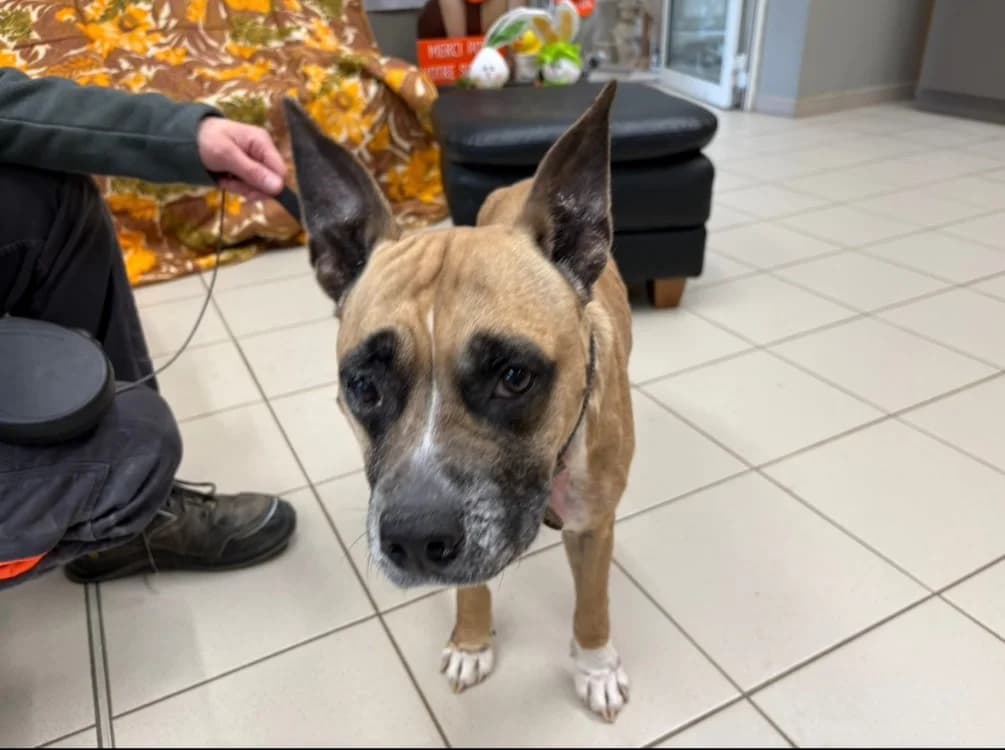 MAYA, female Mixed Breed for adoption at SPA Arras (Tilloy), Arras