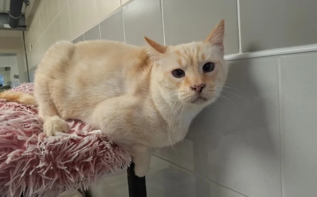 SNOW, male mixed breed for adoption at SPA Arras (Tilloy), Arras