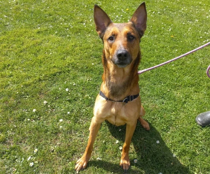FLASH, male mixed breed for adoption at SPA Arras (Tilloy), Arras