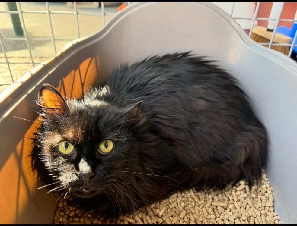 AXELLE, female mixed breed for adoption at SPA Arras (Tilloy), Arras