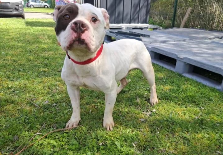VASCO, male American Bully for adoption at SPA Arras (Tilloy), Arras