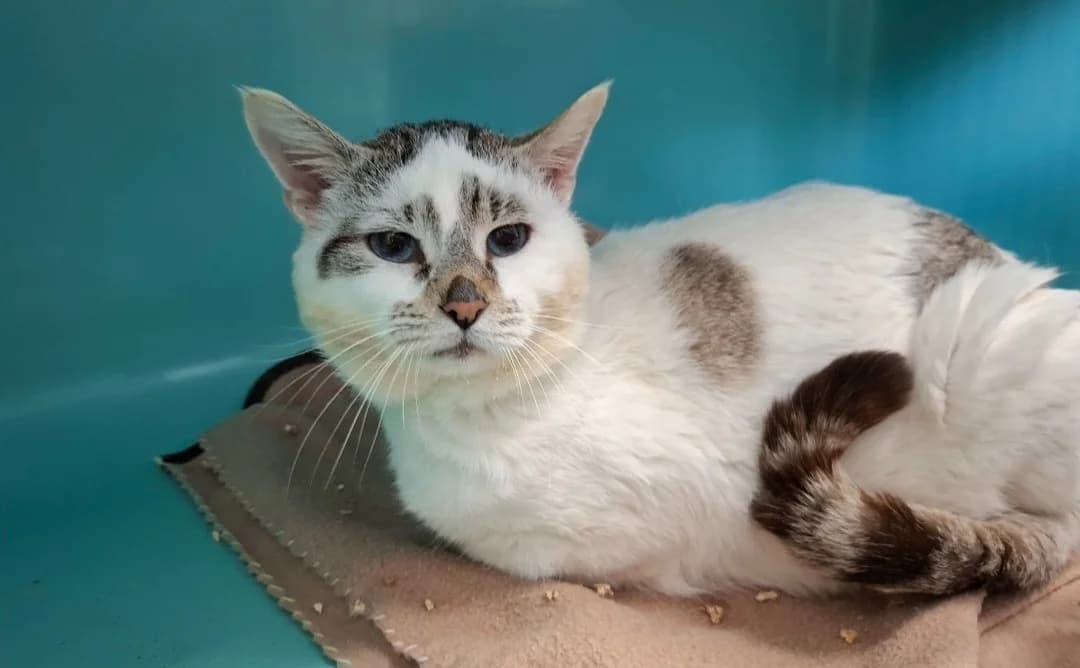 FLY, male mixed breed for adoption at SPA Arras (Tilloy), Arras