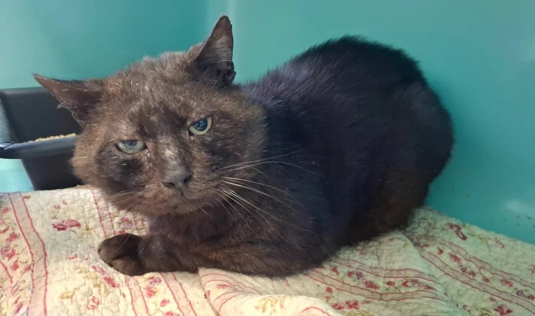 KAWA, male mixed breed for adoption at SPA Arras (Tilloy), Arras