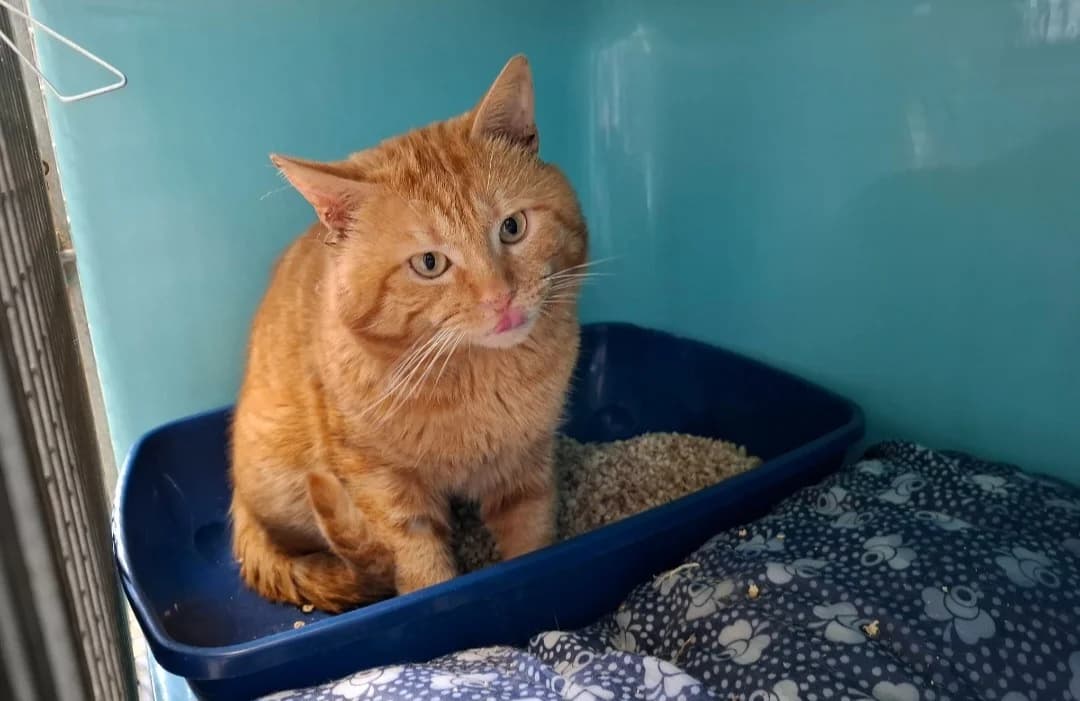 MARLEY, male mixed breed for adoption at SPA Arras (Tilloy), Arras