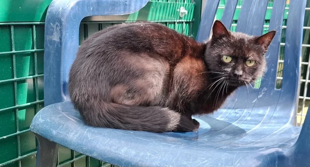 VECTRA, female young mixed breed for adoption at SPA Arras (Tilloy), Arras