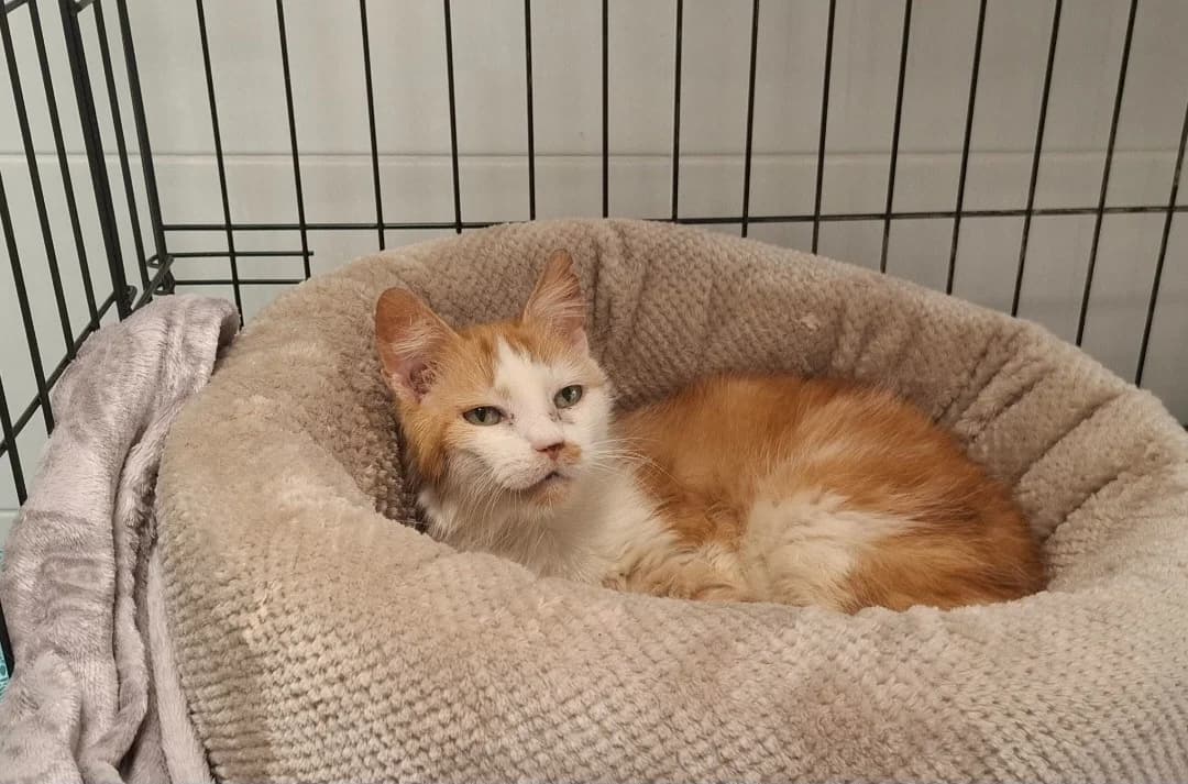 MAMIQUETTE, female mixed breed for adoption at SPA Arras (Tilloy), Arras