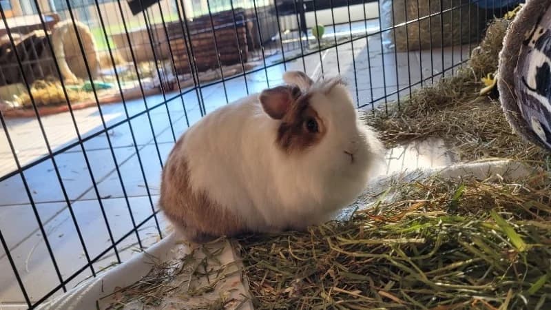 POPCORN, female mixed breed for adoption at SPA Arras (Tilloy), Arras
