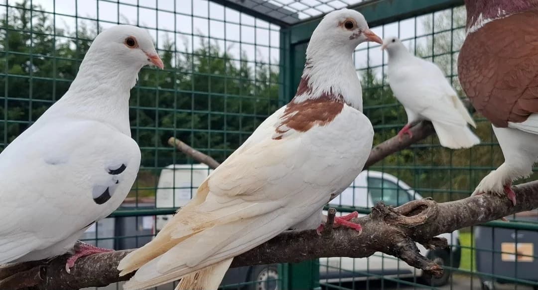 FIFI 3, female mixed breed for adoption at SPA Arras (Tilloy), Arras