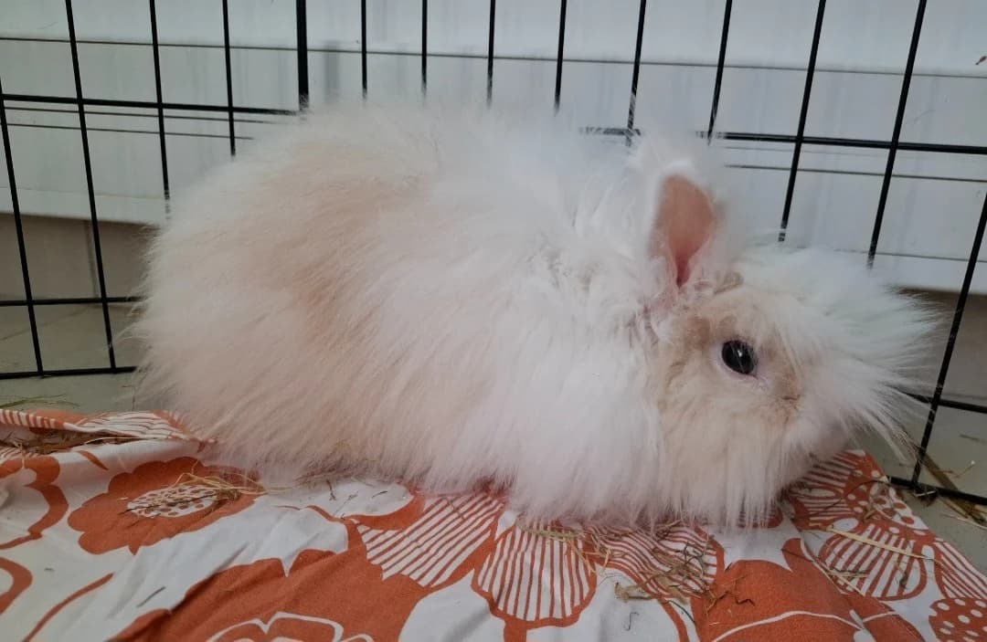 COSMOS, male mixed breed for adoption at SPA Arras (Tilloy), Arras