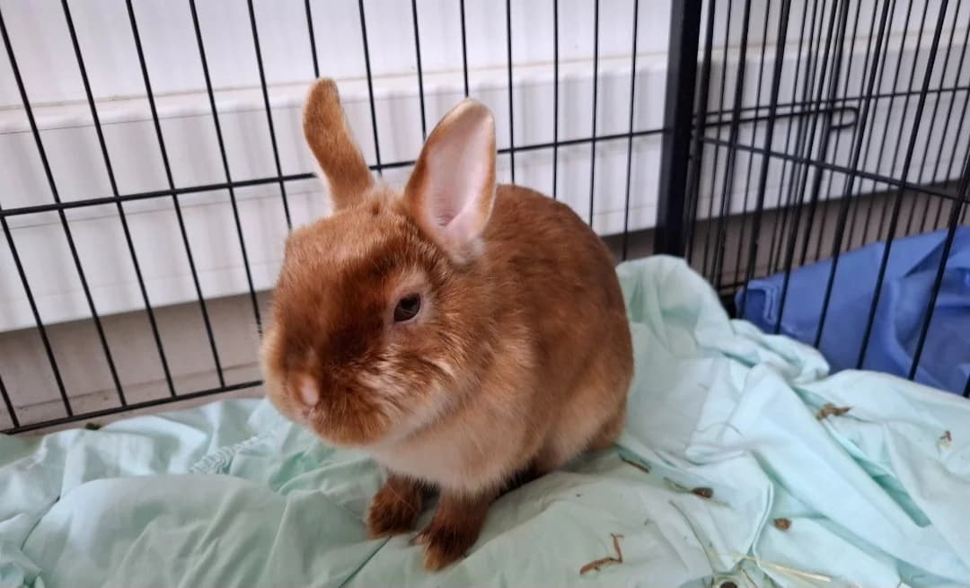 FANTINE, female mixed breed for adoption at SPA Arras (Tilloy), Arras