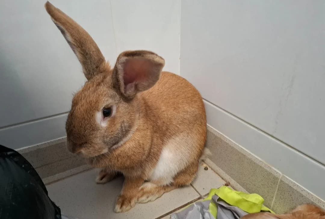 MAMBA, female mixed breed for adoption at SPA Arras (Tilloy), Arras