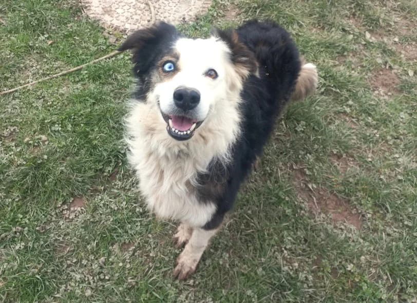 ROSARIO, male 5yo Border Collie for adoption at SPA Arras (Tilloy), Arras