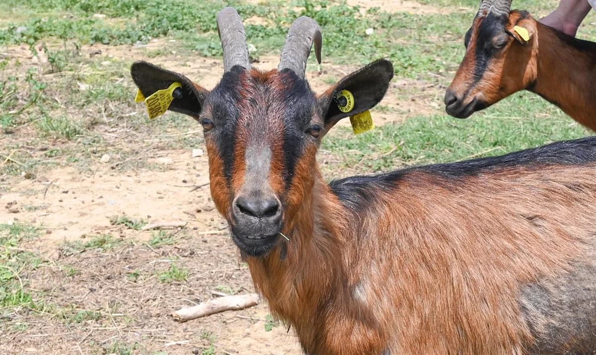 HANA, female mixed breed for adoption at SPA Torreilles, Torreilles