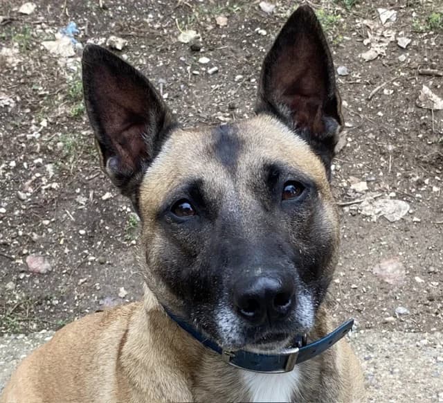 BELLA, female Mixed Breed for adoption at SPA Torreilles, Torreilles