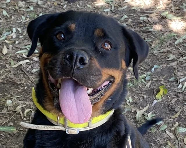 LAURANE, female Rottweiler for adoption at SPA Torreilles, Torreilles