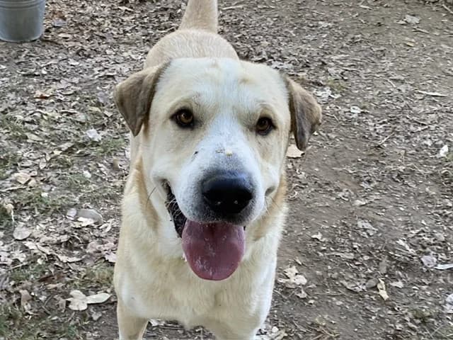 YOKO, male mixed breed for adoption at SPA Torreilles, Torreilles