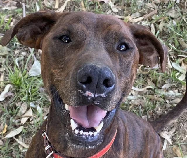 ZEUS, male mixed breed for adoption at SPA Torreilles, Torreilles