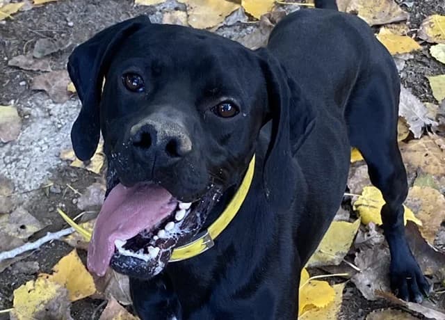 KEMURI, male 4yo Pointer for adoption at SPA Torreilles, Torreilles