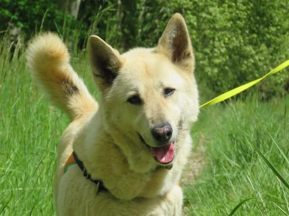 Leb, male mixed breed for adoption at SPA Torreilles, Torreilles