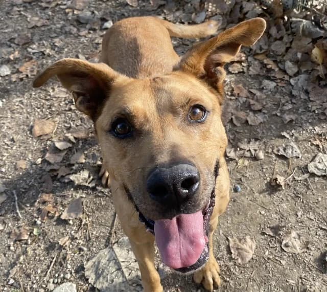 LYON, male mixed breed for adoption at SPA Torreilles, Torreilles