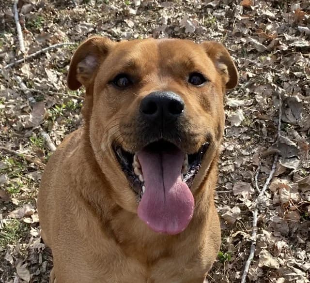 junior, male Labrador Retriever for adoption at SPA Torreilles, Torreilles