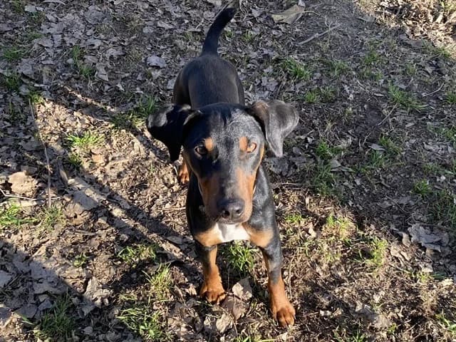 ZEST, male mixed breed for adoption at SPA Torreilles, Torreilles