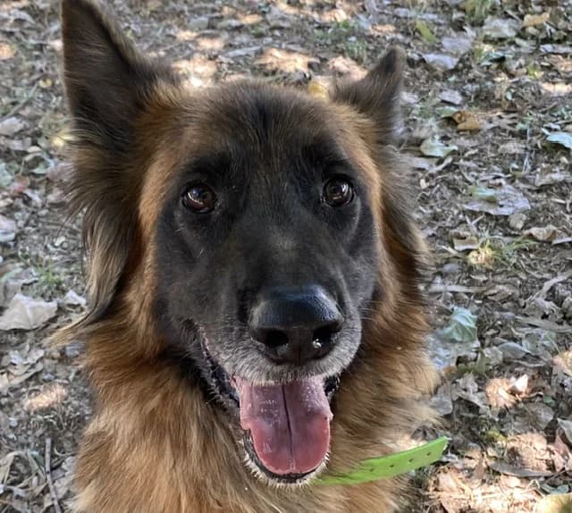 PONGO, male Belgian Tervuren for adoption at SPA Torreilles, Torreilles