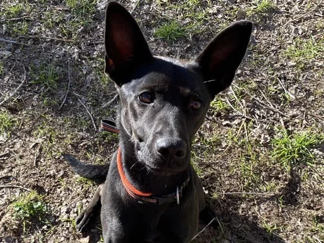 BANDY, male Labrador Retriever for adoption at SPA Torreilles, Torreilles