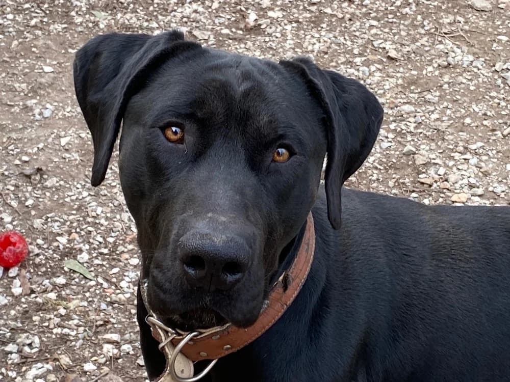 VICTOR, male Labrador Retriever for adoption at SPA Torreilles, Torreilles