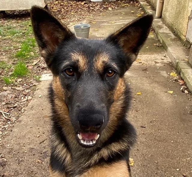 TEXAS (en cours d'adoption), female young German Shepherd for adoption at SPA Torreilles, Torreilles