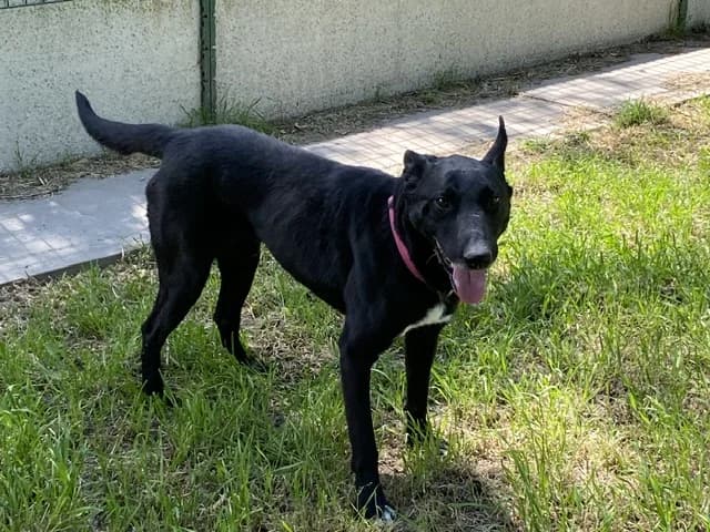Yuzu dit Black, male Mixed Breed for adoption at SPA Torreilles, Torreilles