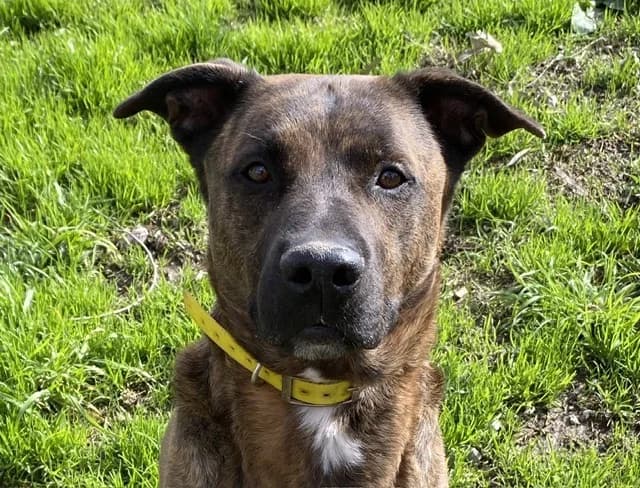 SAYKO, male mixed breed for adoption at SPA Torreilles, Torreilles