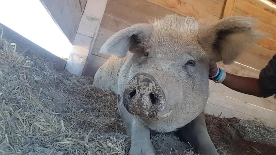 GALA, female mixed breed for adoption at SPA Torreilles, Torreilles