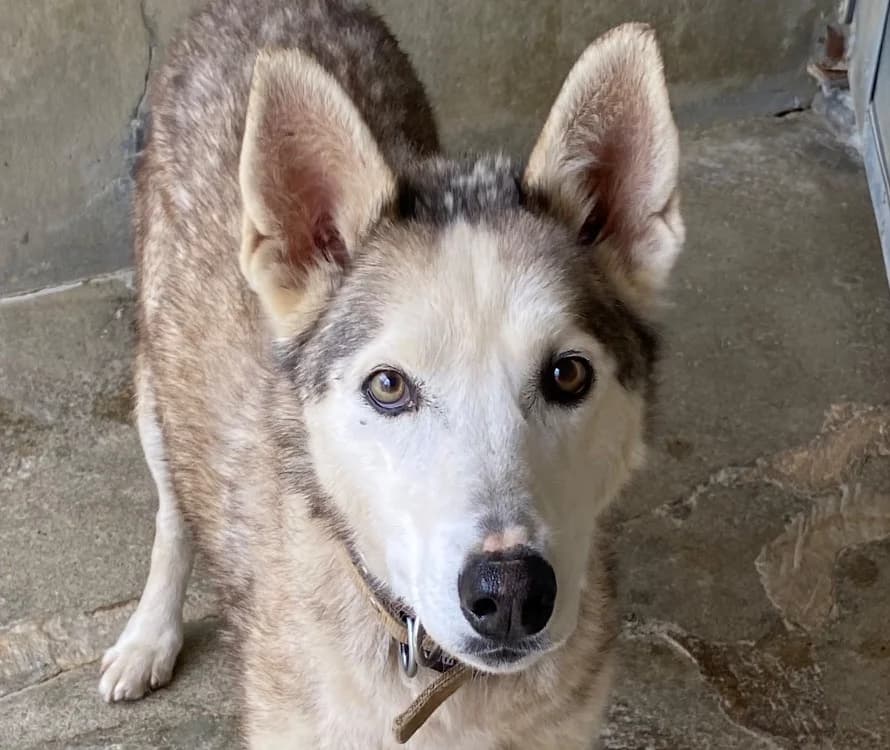 INDY, female Husky for adoption at SPA Torreilles, Torreilles